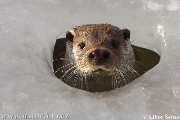 Loutre d'Europe