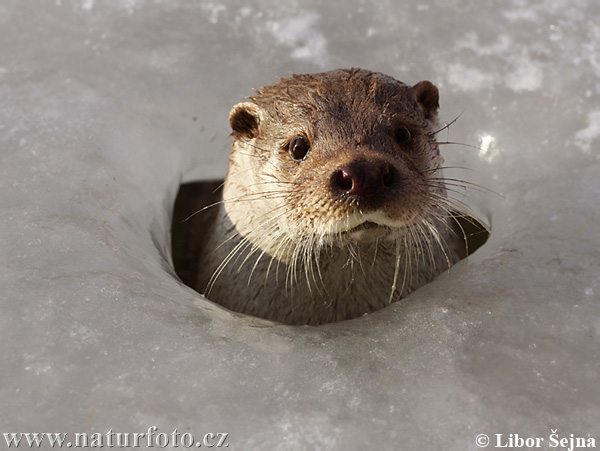 Loutre d'Europe