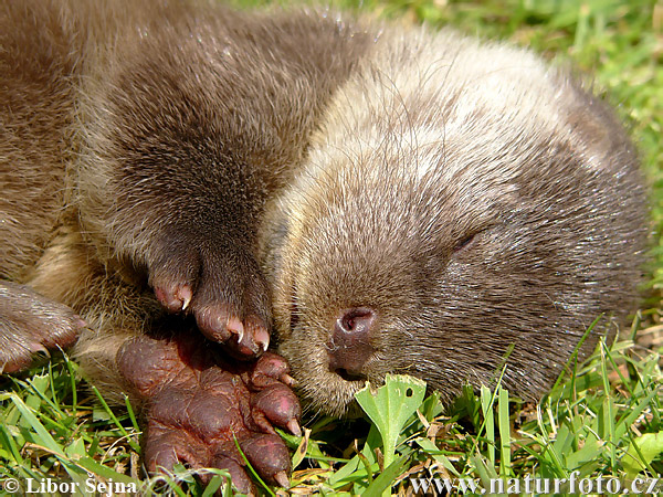 Loutre d'Europe