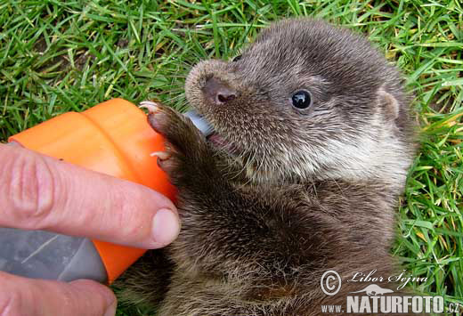 Loutre d'Europe