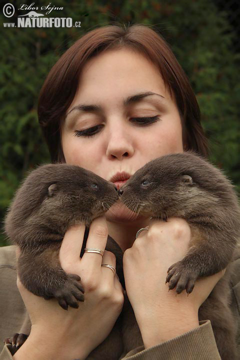 Loutre d'Europe