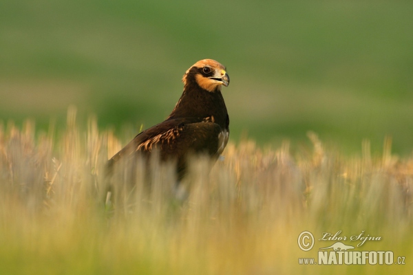 Marsh Harrier (Circus aeruginosus)