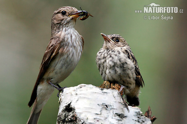 Muscicapa striata