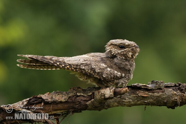 Nightjar (Caprimulgus europaeus)