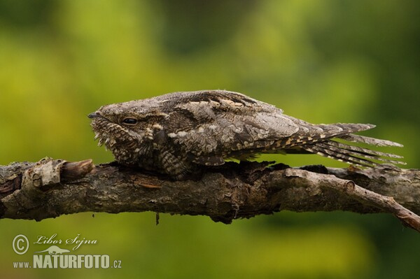 Nightjar (Caprimulgus europaeus)