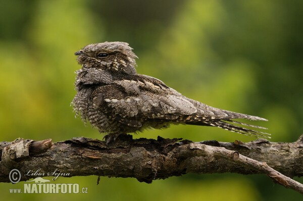 Nightjar (Caprimulgus europaeus)