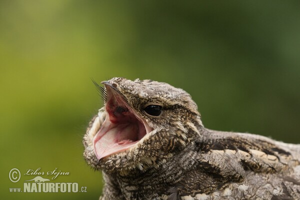 Nightjar (Caprimulgus europaeus)