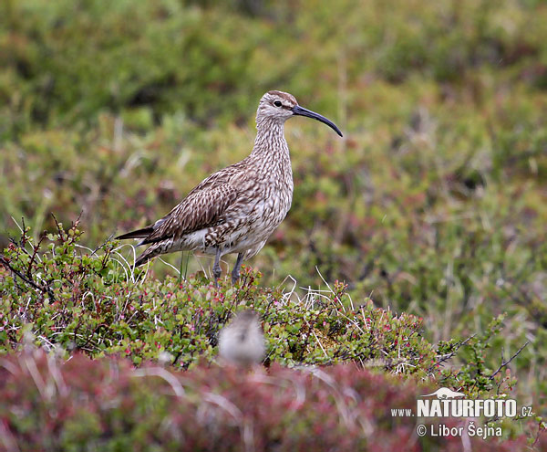 Numenius phaeopus