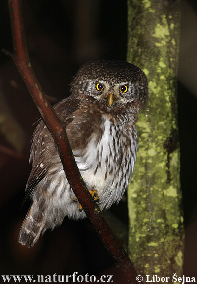 Pygmy Owl (Glaucidium passerinum)