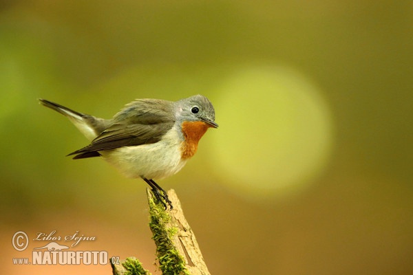 Red-breasted Flycatcher (Ficedula parva)