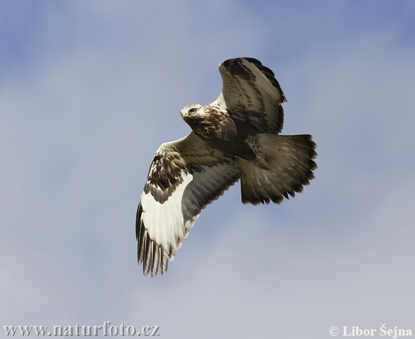 Ruigpootbuizerd