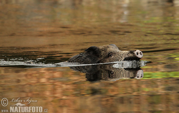 Sanglier