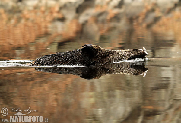 Sanglier