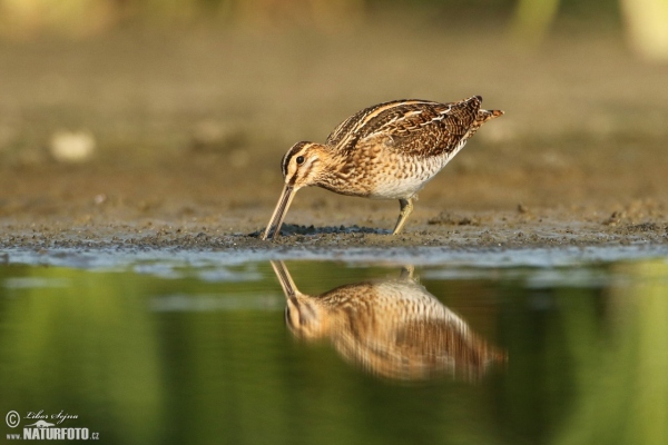 Snipe (Gallinago gallinago)