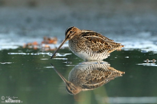 Snipe (Gallinago gallinago)