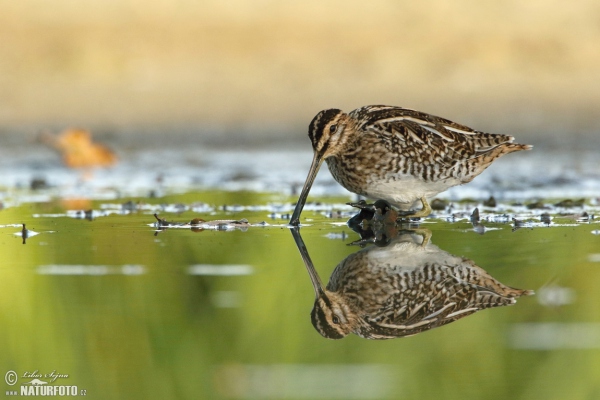 Snipe (Gallinago gallinago)