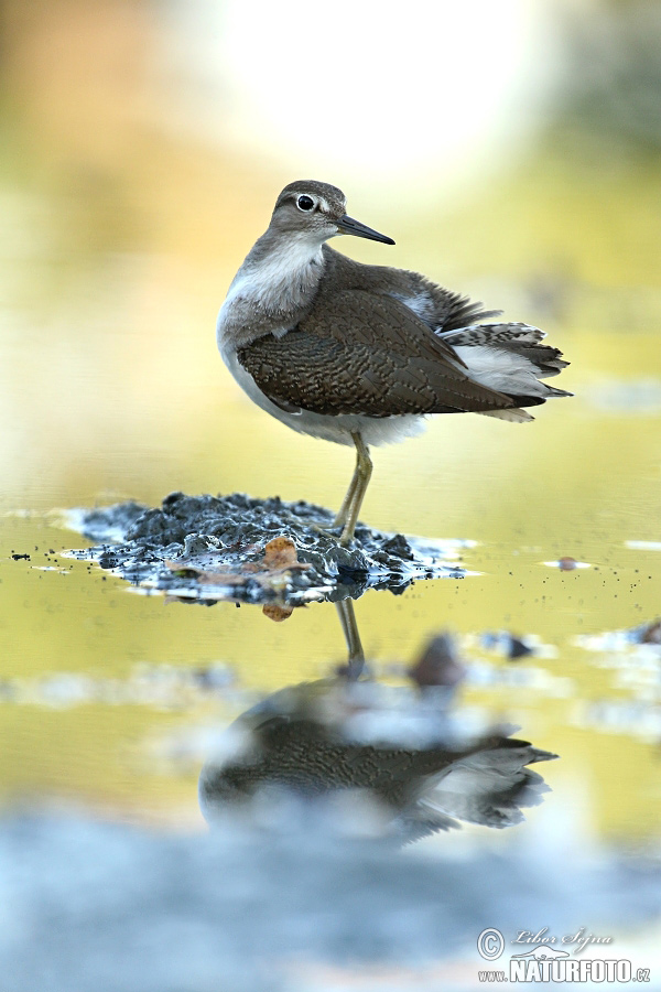 Strandsnipe