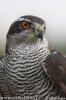 Accipiter gentilis