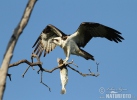 Águila pescadora