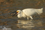 Aigrette neigeuse