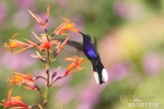 Ala de Sable Violeta