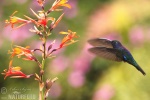 Ala de Sable Violeta