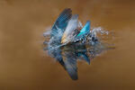 Alcedo atthis