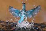 Alcedo atthis