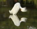 Amerikaanse kleine zilverreiger