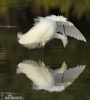 Amerikaanse kleine zilverreiger