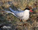 Arctic tern