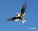 Arctic tern