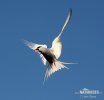 Arctic tern