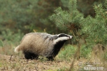 Badger Eropah