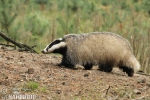 Badger Eropah