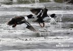 Barrow's Goldeneye