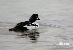 Barrow's Goldeneye