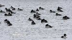 Barrow's Goldeneye