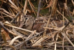 Bécasse des bois