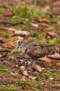 Burung Berkek Besar