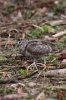 Burung Berkek Besar