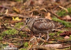 Burung Berkek Besar