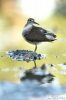 Burung Kedidi Pasir