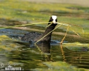 Burung Pangling Hitam