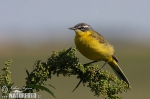 Burung Pipit Kuning