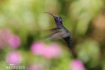 Campyloptère violet