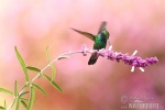 colibrí oreja violeta