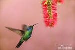 colibrí oreja violeta