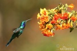 colibrí oreja violeta