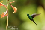 colibrí oreja violeta